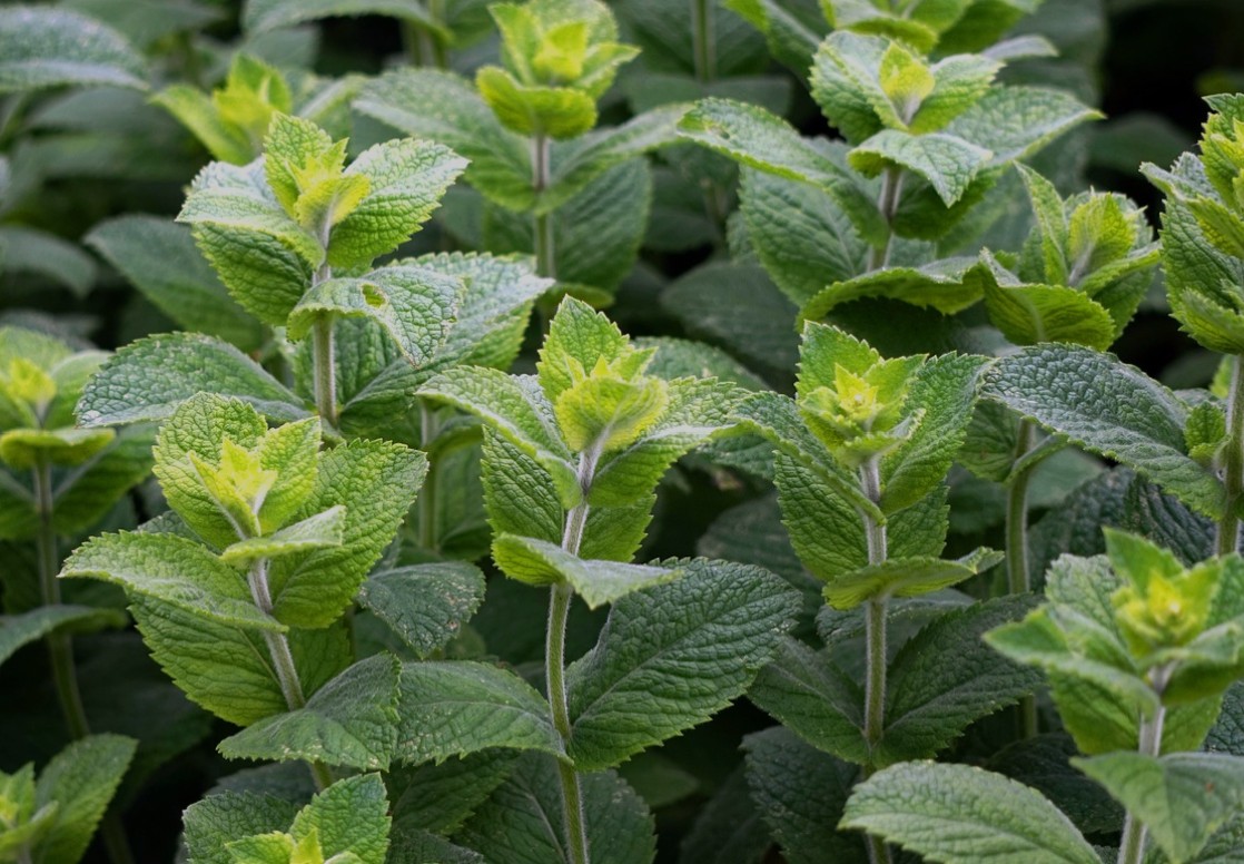 Cara Menanam Mint dengan Stek Batang