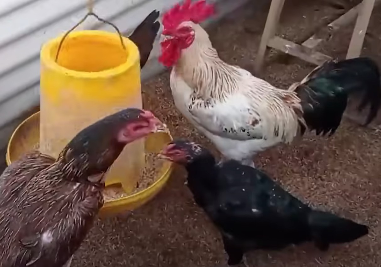 Cara Ternak Ayam Kampung Modal Kecil