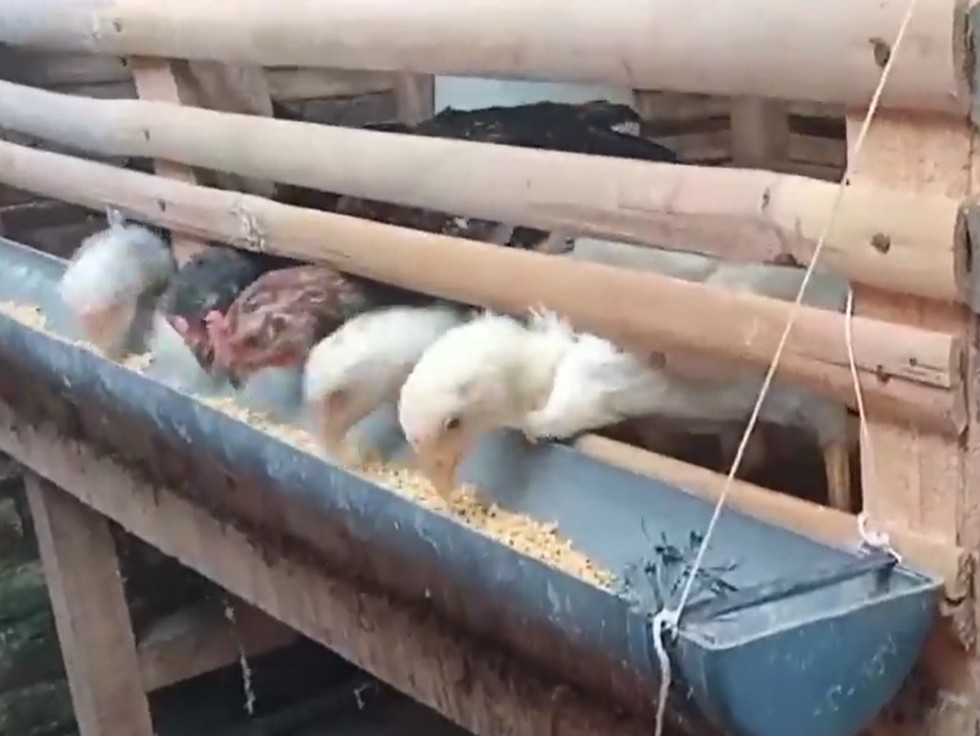 Rahasia Ternak Ayam Kampung Panen dalam 60 Hari