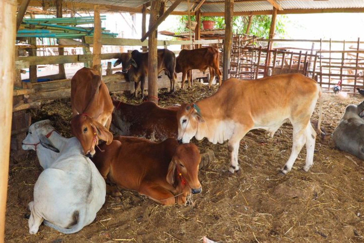 Sapi Mati Mendadak